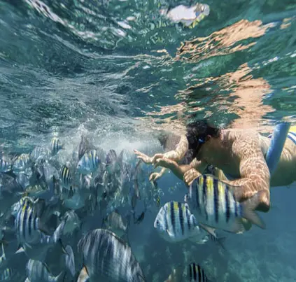 Snorkeling in Matakana – swimming with tropical fish in clear blue water
