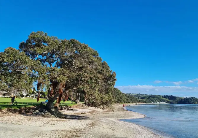 Snells Beach Matakana Coast New Zealand calm waters and pohutukawa trees
