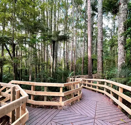 Matakana forest walkway through native kauri and bush